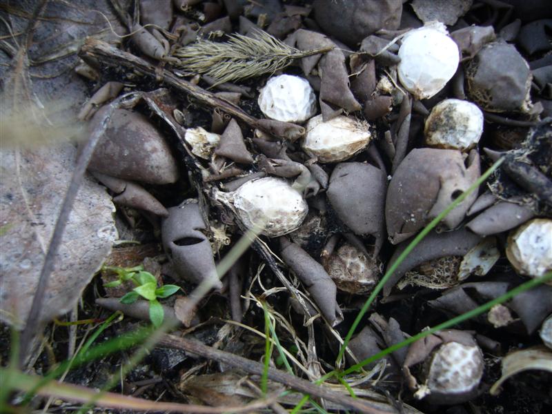 Sono funghi?
